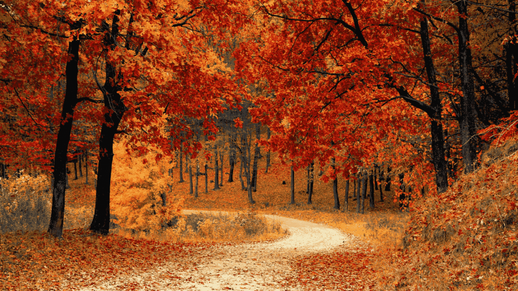 A beautiful autumn road with many trees with orange leaves.